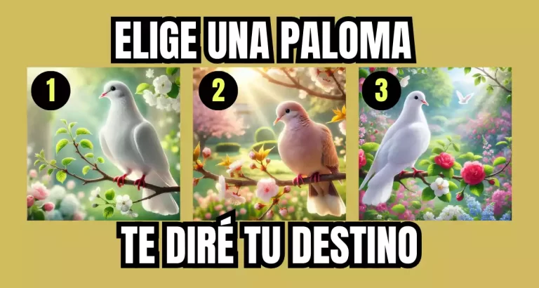 3 PALOMAS